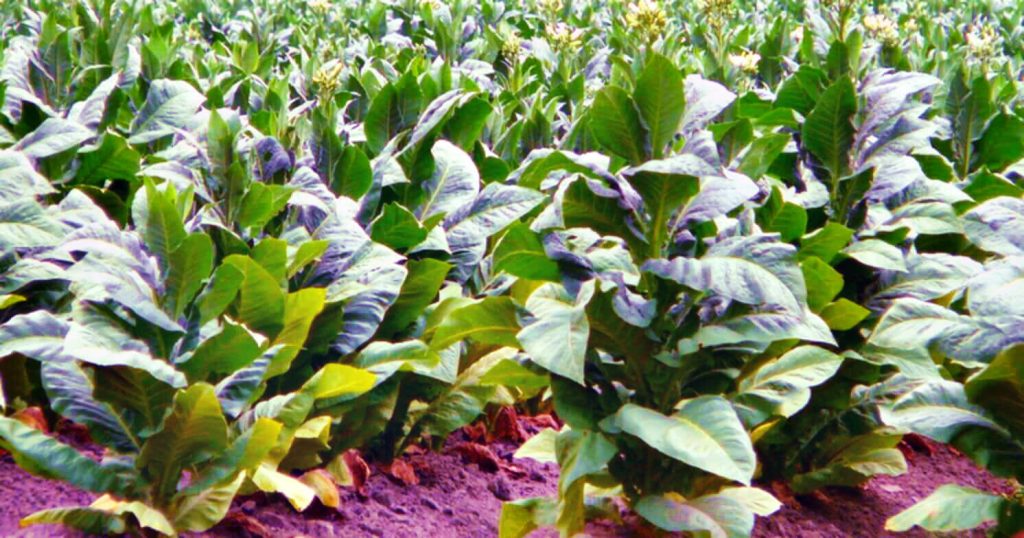 Захватывающий крупный план ярких табачных растений, процветающих на американской земле.