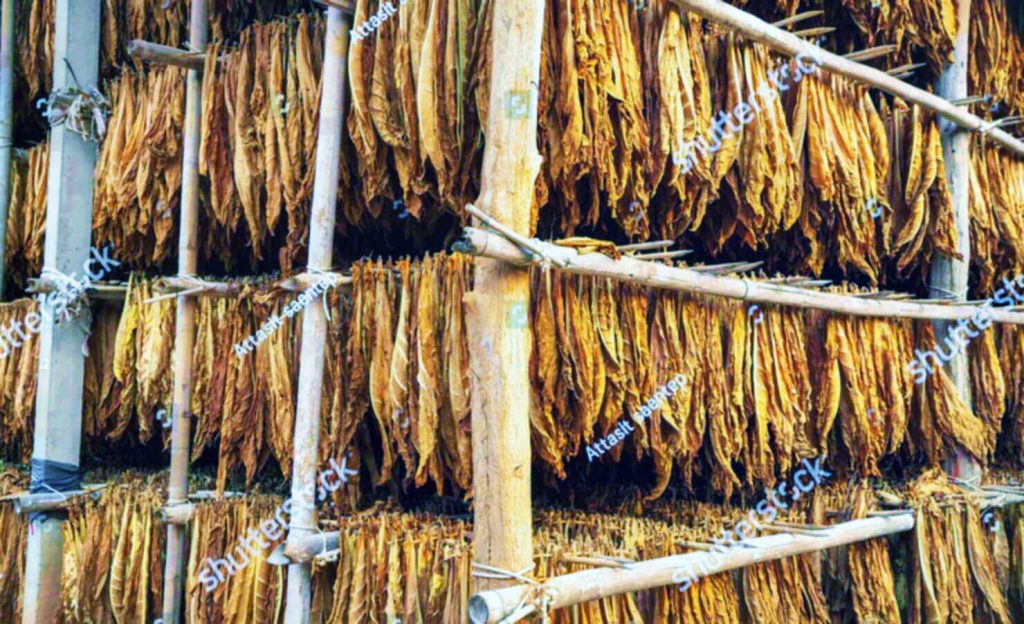 Станьте свидетелем проверенной временем традиции сушки табака Берли в деревенских амбарах